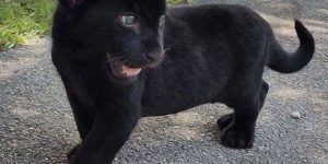 It is a baby black panther, for your viewing pleasure.