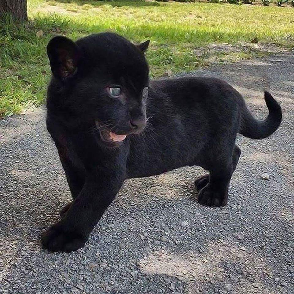 It is a baby black panther, for your viewing pleasure.