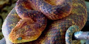 Atheris Squamigeria is a beautiful danger noodle.