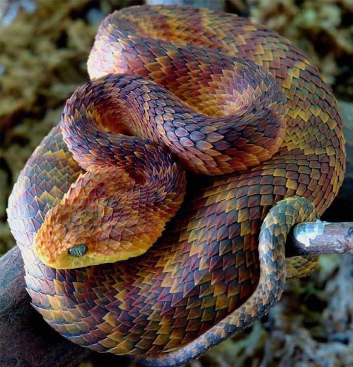 Atheris Squamigeria is a beautiful danger noodle.