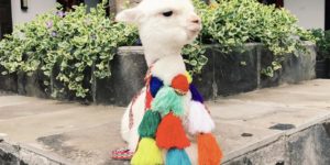 Llamas of Pperu