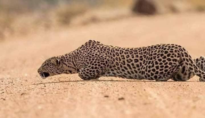 Leopard does an ultra sneak.