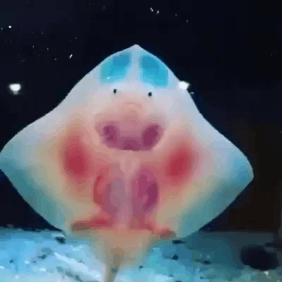 Baby Stingrays show you the dance of their people.