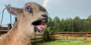 Goats+are+fans+of+rainbows%2C+it+turns+out.
