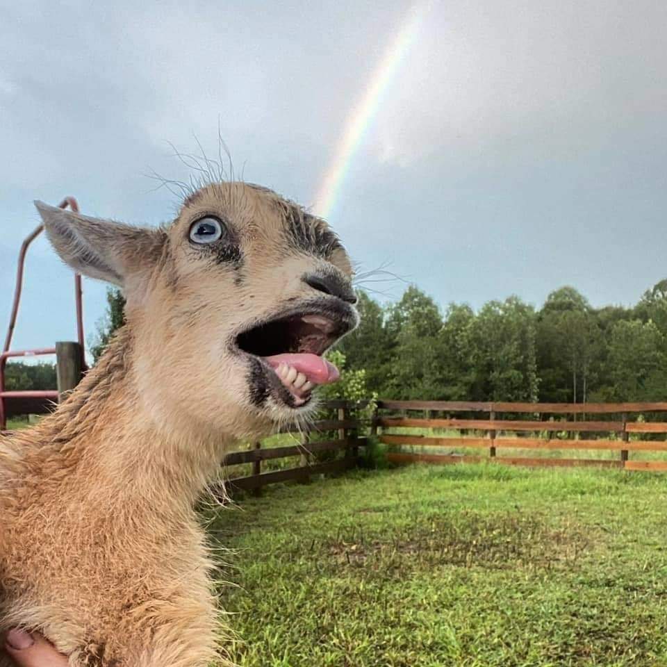 Goats are fans of rainbows, it turns out.