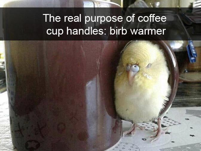Birds are not pets.