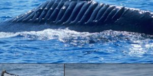 This whale, called Blade Runner, survived being cut up by a boat propeller in 2001.