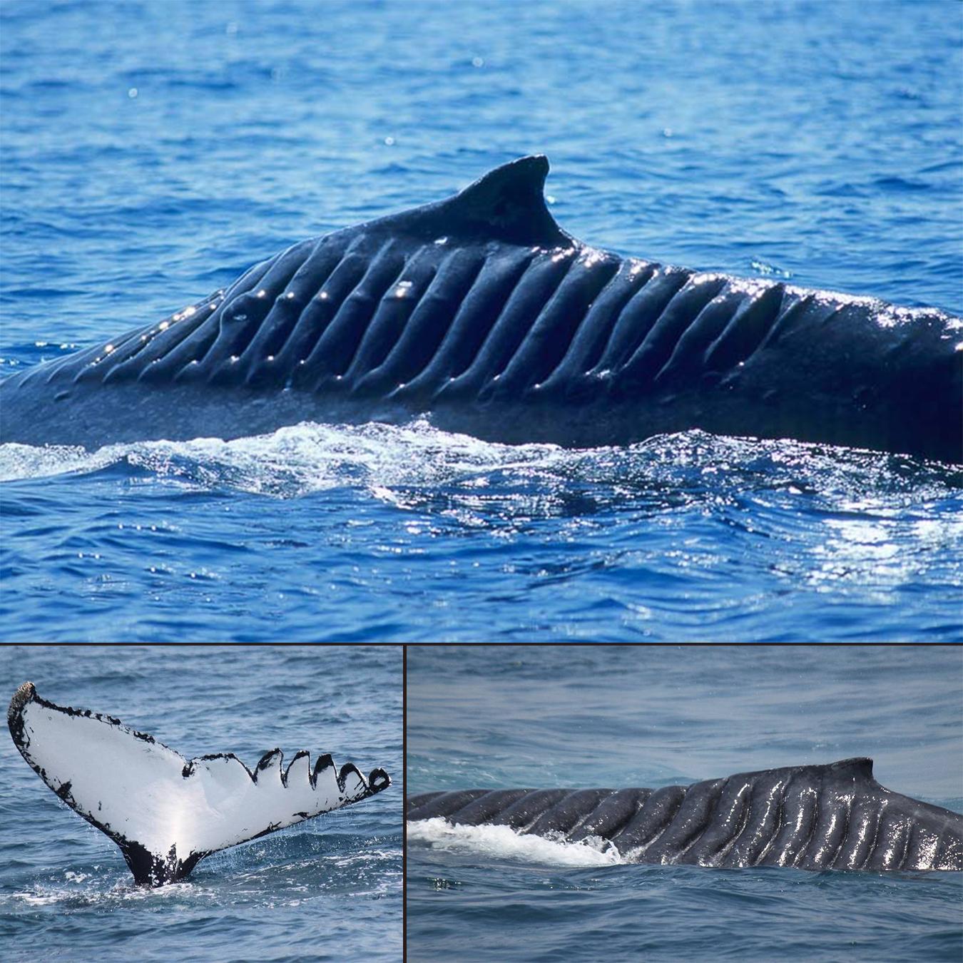 This whale, called Blade Runner, survived being cut up by a boat propeller in 2001.