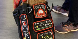 ‘There’s a service dog among us