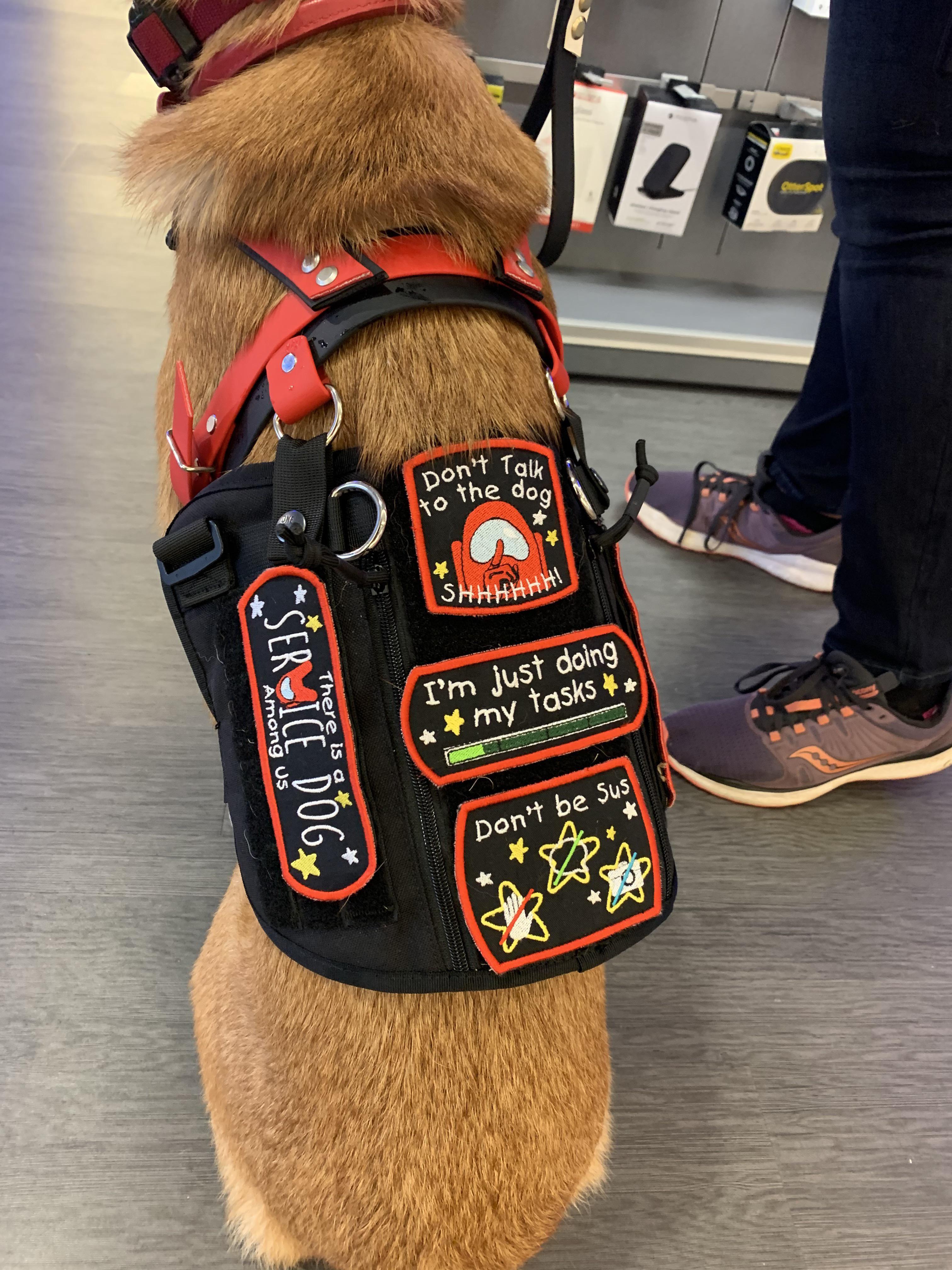 'There's a service dog among us