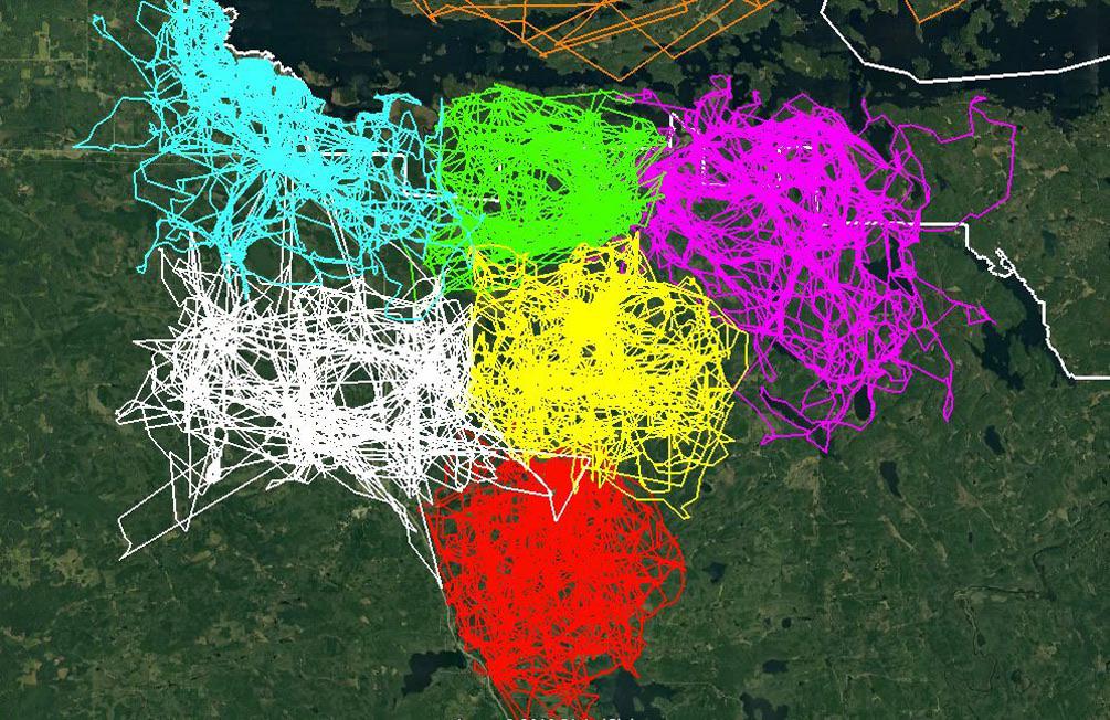 Movement of six different wolf packs over a four month period.