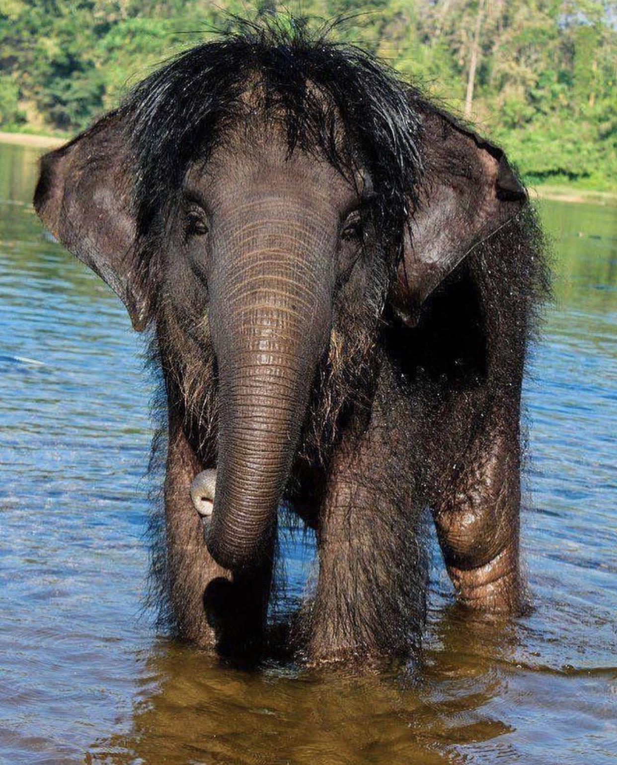 Elephants with hairdos...