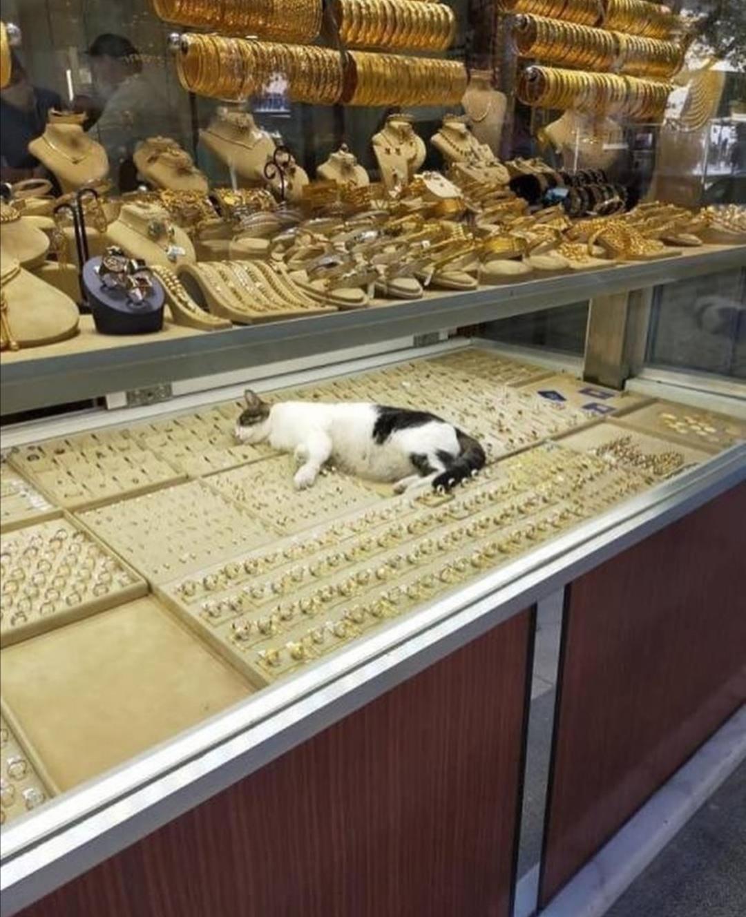 Istanbul gato minding his treasure hoard.