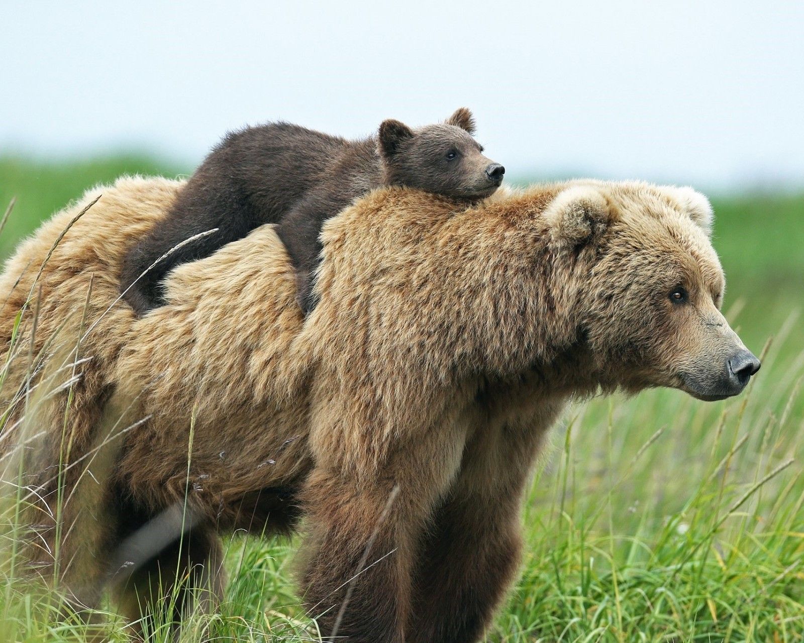 Riding bear back