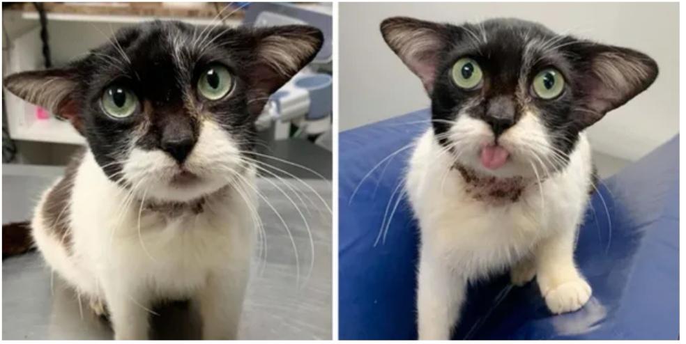 Baby Yoda cat gets rescued off the street, immediately bleps.