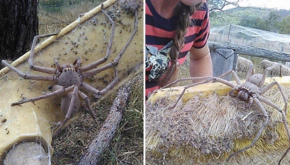 The size of Hagrid's huntsman spider