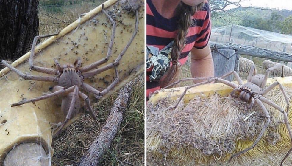 The size of Hagrid's huntsman spider