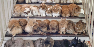 35 shades of rabbit.