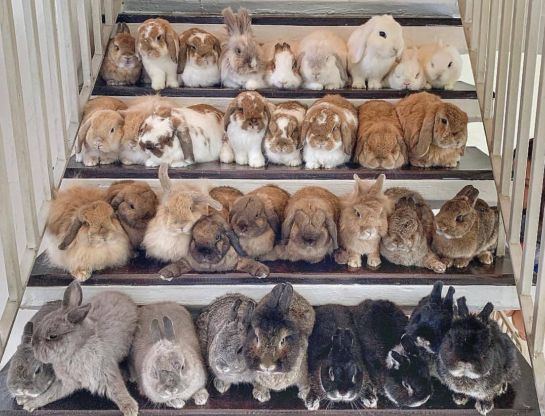 35 shades of rabbit.
