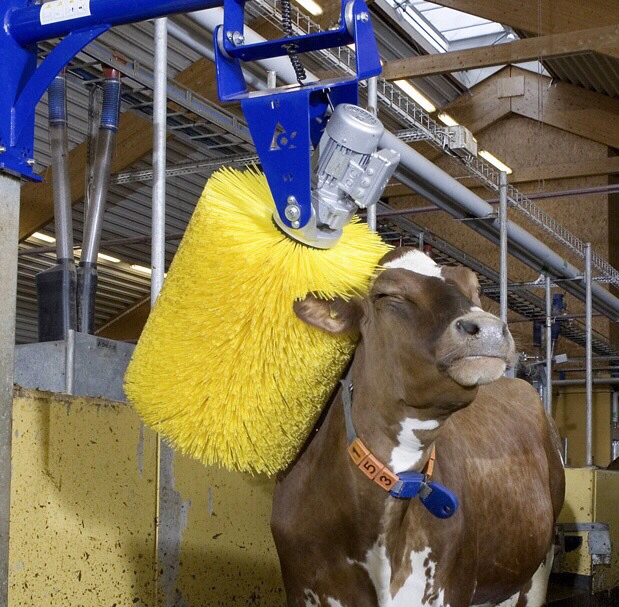 The deluxe cow washer 3000.