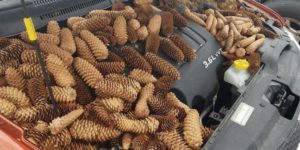 Squirrels stashed 50 pounds of pine cones under a car hood in Gaylord, Michigan