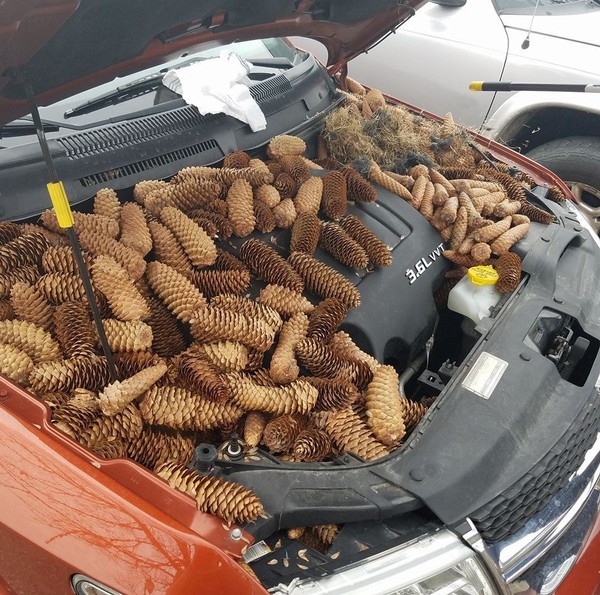 Squirrels stashed 50 pounds of pine cones under a car hood in Gaylord, Michigan