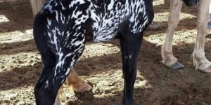 Marbled horse is small and adorable.