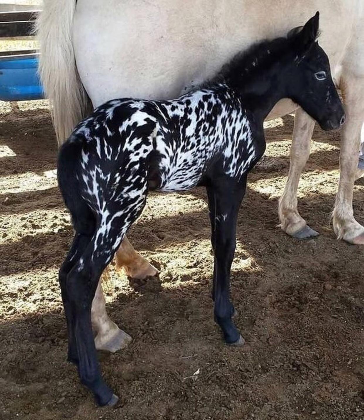 Marbled horse is small and adorable.