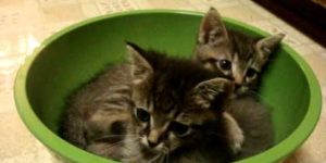 For cute.