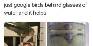 if you’re having a bad day, i present to you birds behind glasses of water