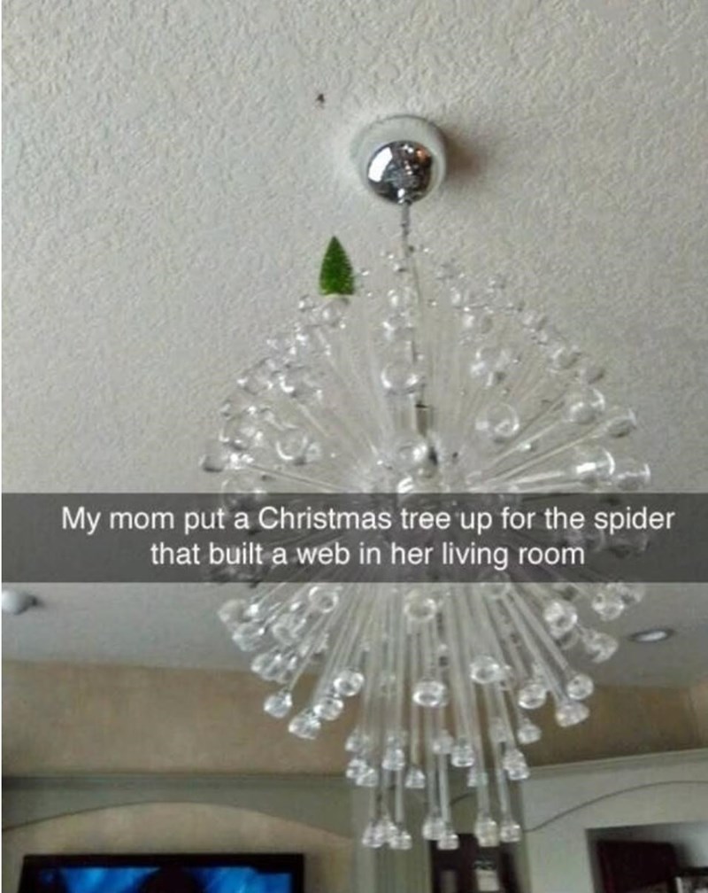 even spiders need holiday cheer