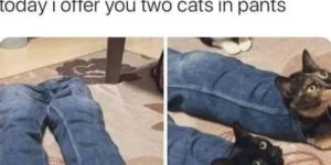 we finally know how cats wear pants