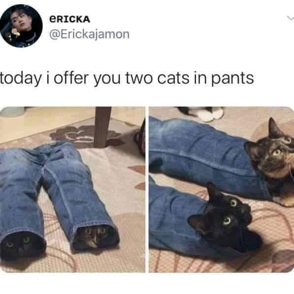 we finally know how cats wear pants