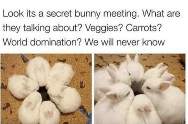secret bunny meeting