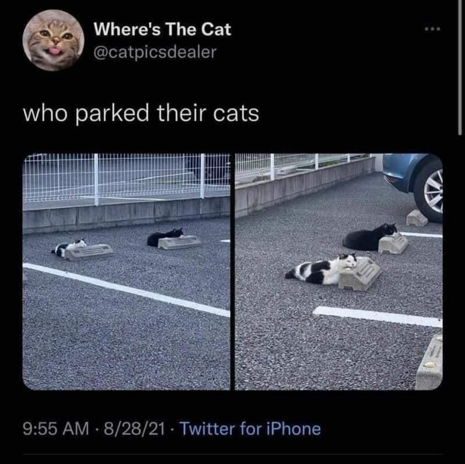 parked cats