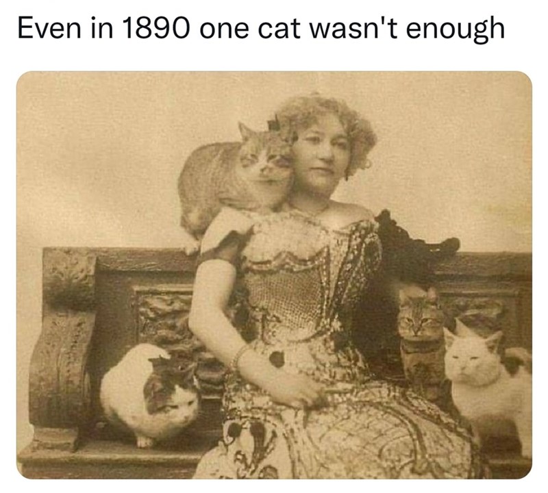 one cat is never enough