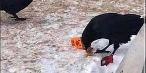 the smartest crow