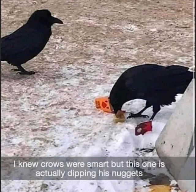 the smartest crow