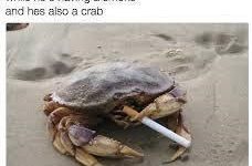 smoked crab