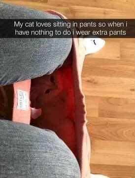 cat pants