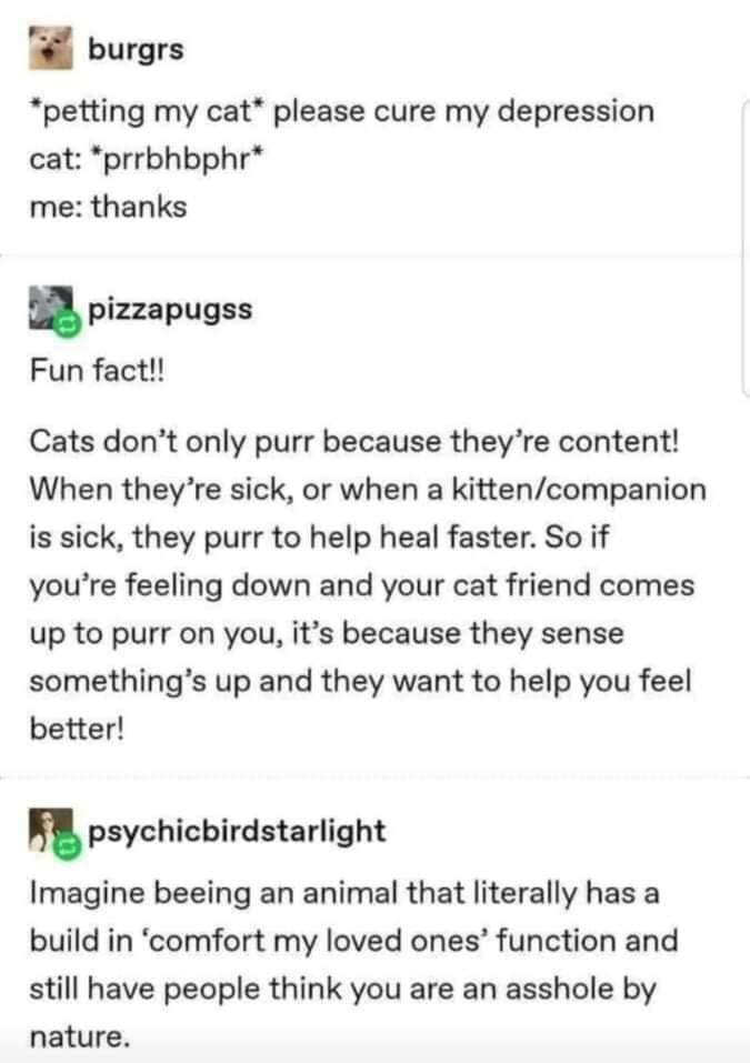 cats aren't always a-holes