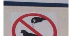 do not salt the pigeons