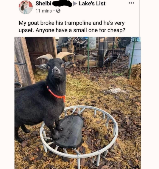 someone help the goat!
