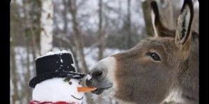 the dangers of having a carrot for a nose are real