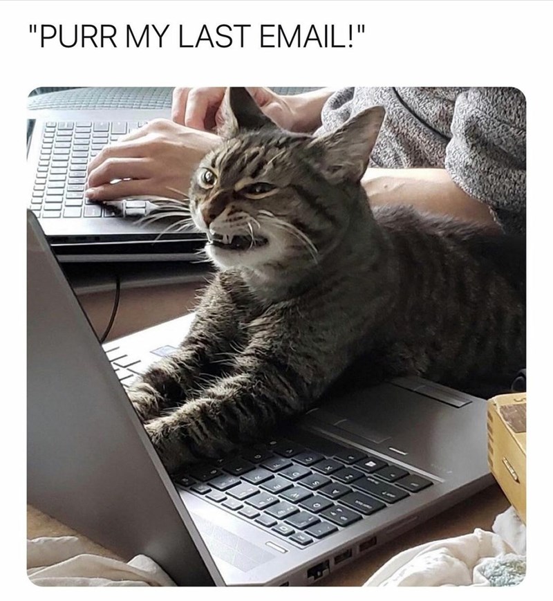 annoyed purr