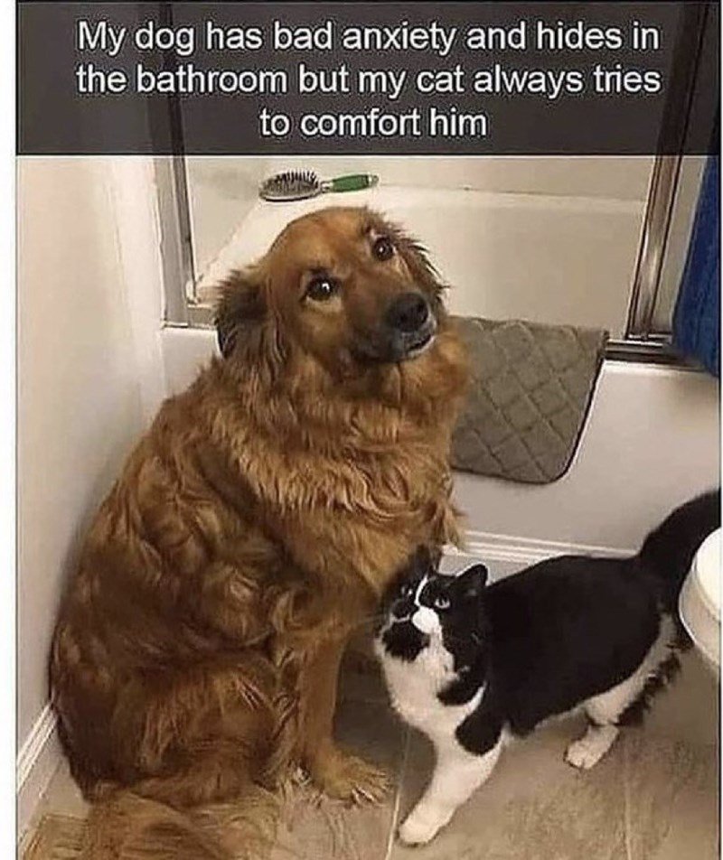 good kitty