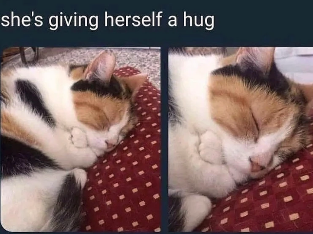 cat hug