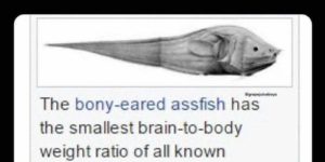 this is the real name of a real fish