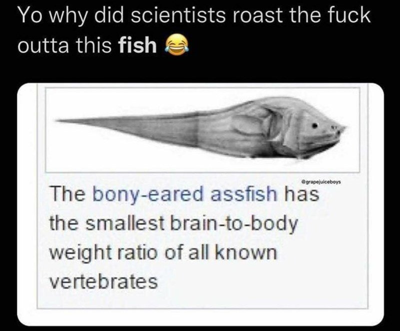 this is the real name of a real fish