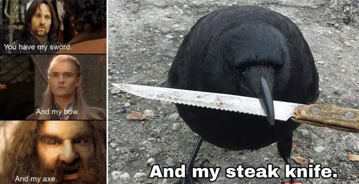 the loyalty of a crow is unquestioned